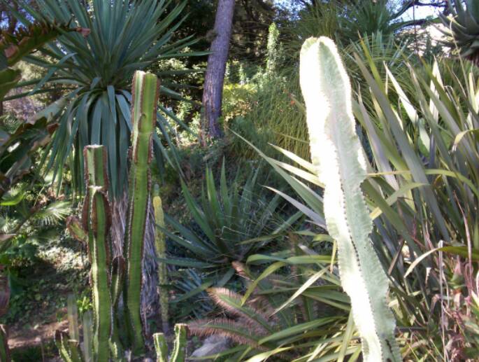 La forme panachée de l'euphorbe candélabre s'avère plus rustique que la plantes ordinaire, présente aussi sur la photo et que j'ai dÃ» rabattre de presque la moitié. Beaucoup d'euphorbes candélabres ont accusé le coup cet hiver. On voit aussi dioon edule qui a été brÃ»lé également.