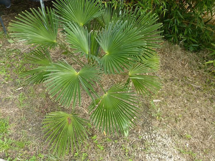 T.wagnerianus.jpg