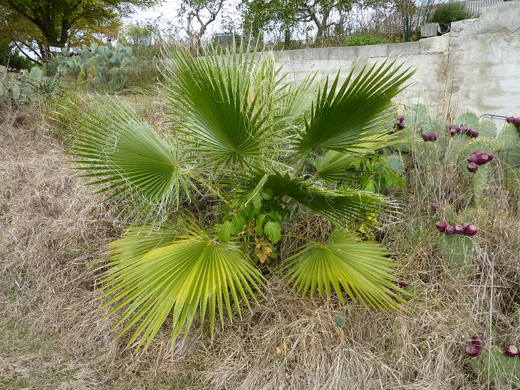 W.robusta 2.jpg