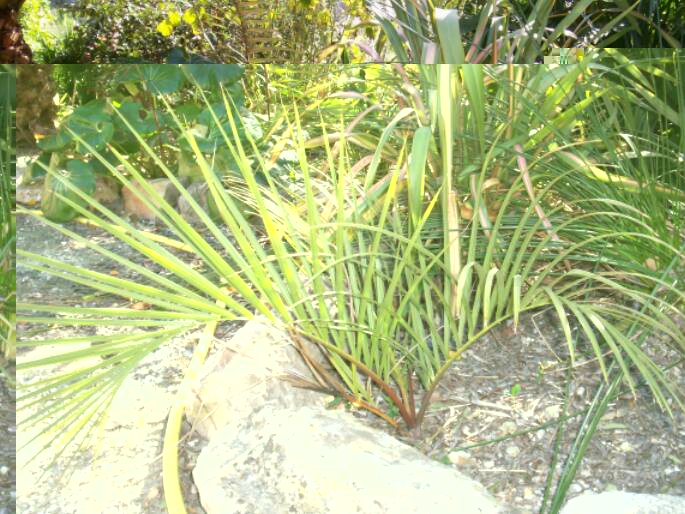 Dypsis decipiens établi et intact.