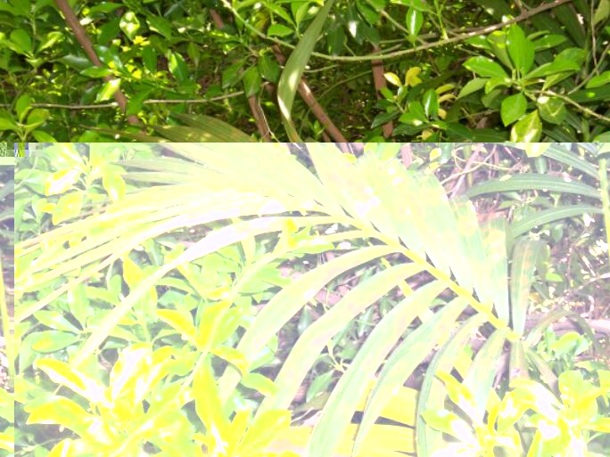Traces sur howea forsteriana
