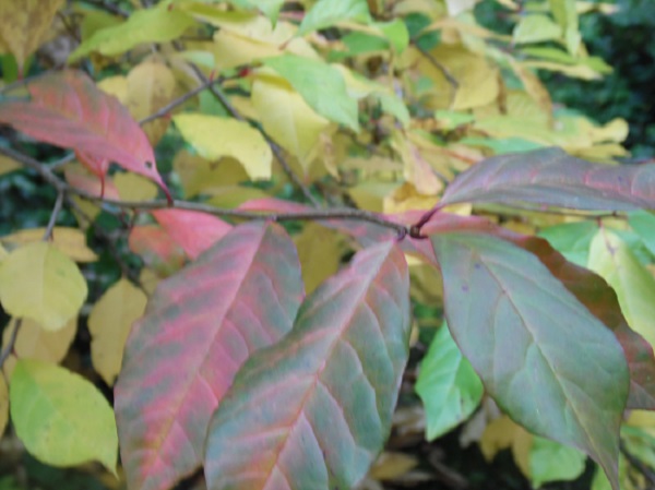 Nyssa sylvatica