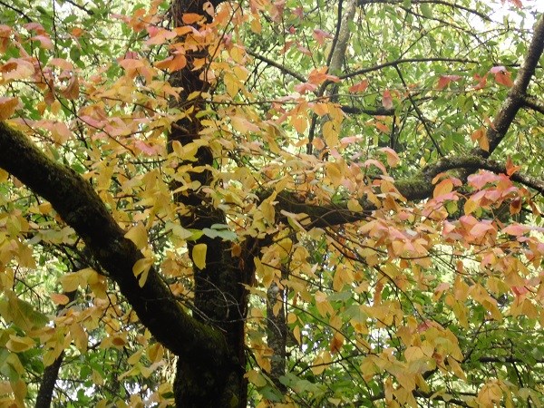 Rhus toxicodendron