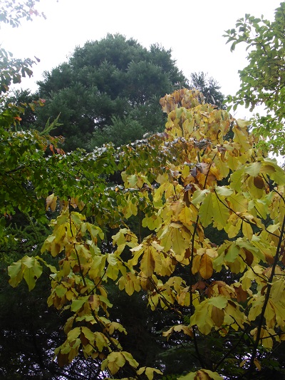 Magnolia obovata