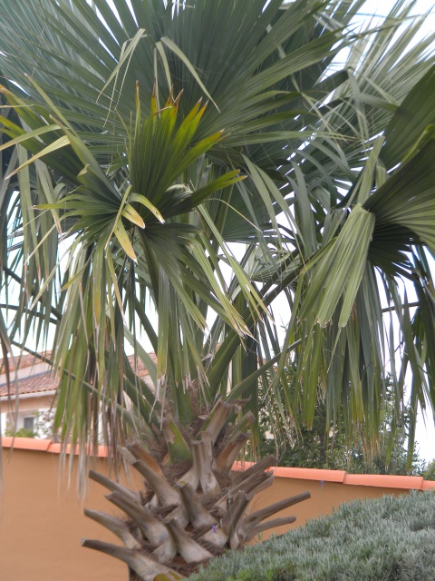 sabal palmetto 2.jpg