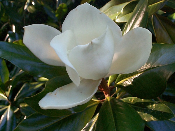 DCP06788.jpg