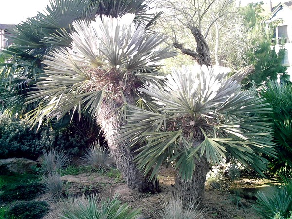 trithrinax campestris.JPG