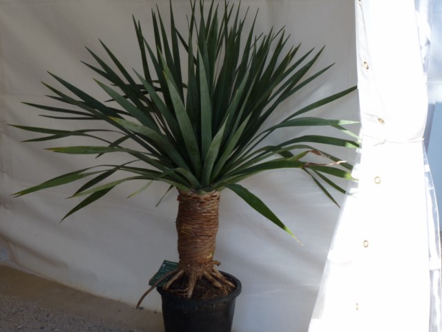 P1000507 [DVD (NTSC)].JPG