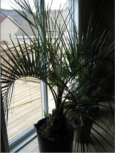 Butia1.JPG