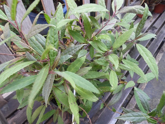 Helwingia sinensis,apparemment pas très rustique,hélas.....