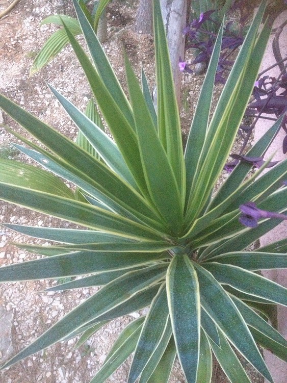 Yucca puck 1.jpg