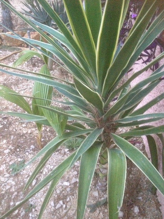 Yucca puck 2.jpg