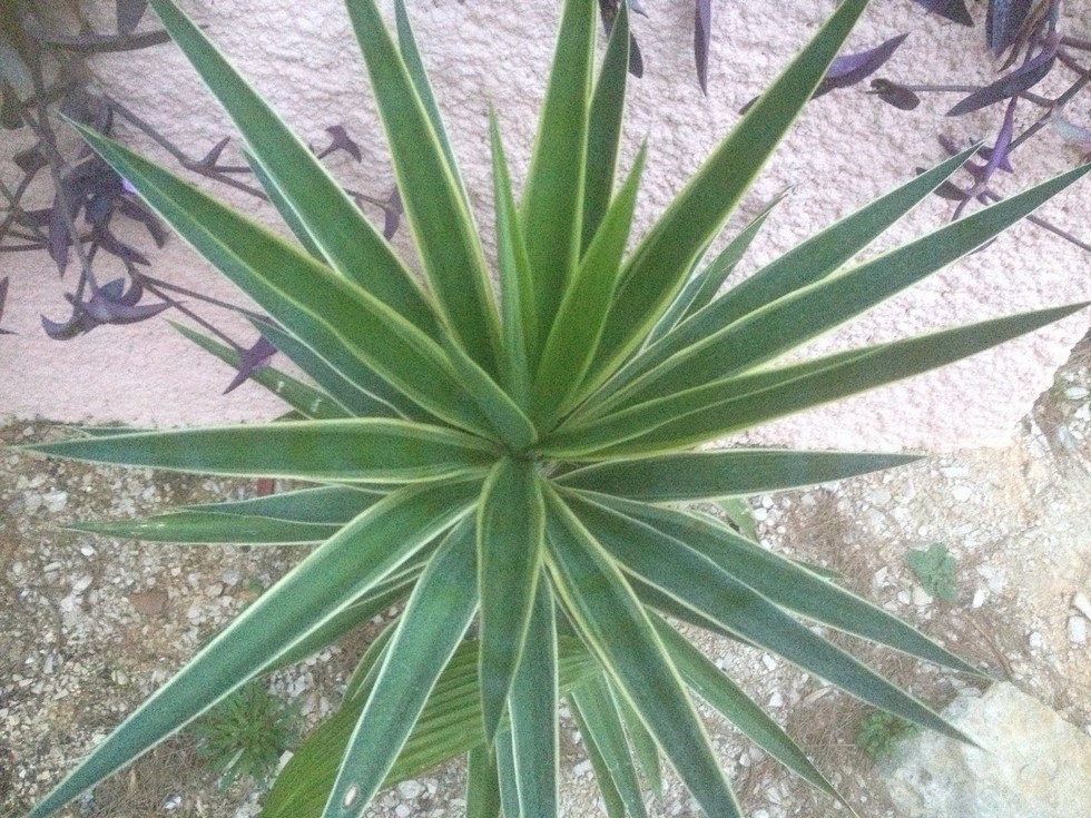 Yucca puck 3.jpg