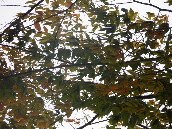 Feuillage de zelkova au zoom!