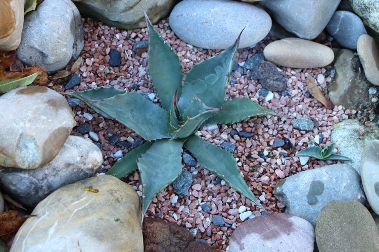 Havardiana ?