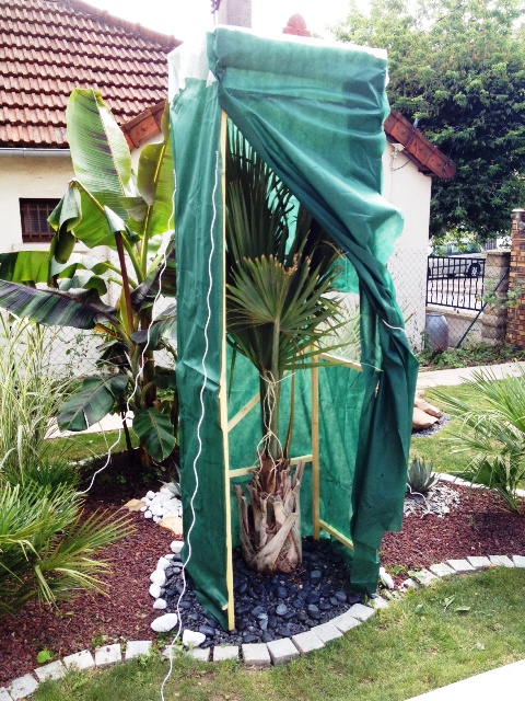 protect sabal5.JPG