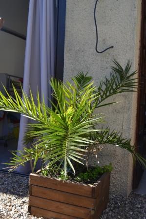 Phoenix canariensis - Sept 2013.JPG