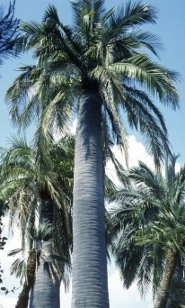 Stipe du jubaea