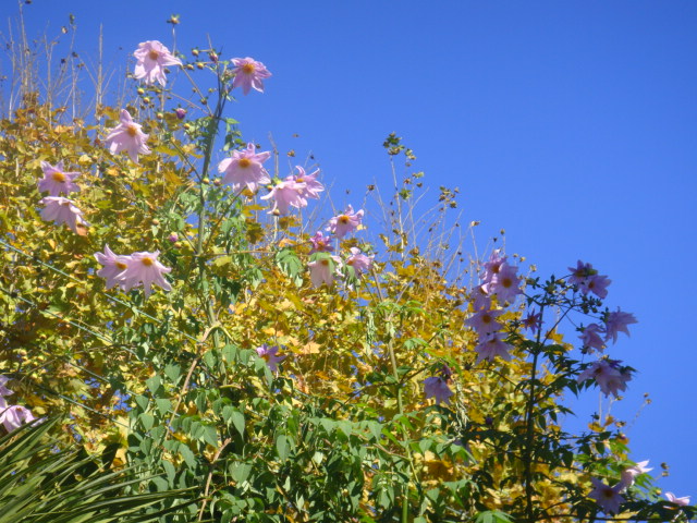 DSC03514.JPG