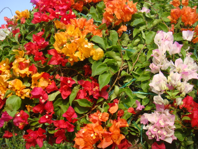 DSC03111.JPG