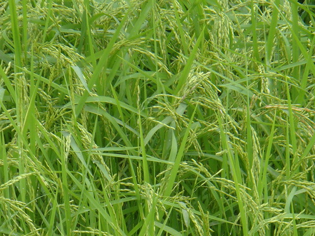 DSC02949.JPG