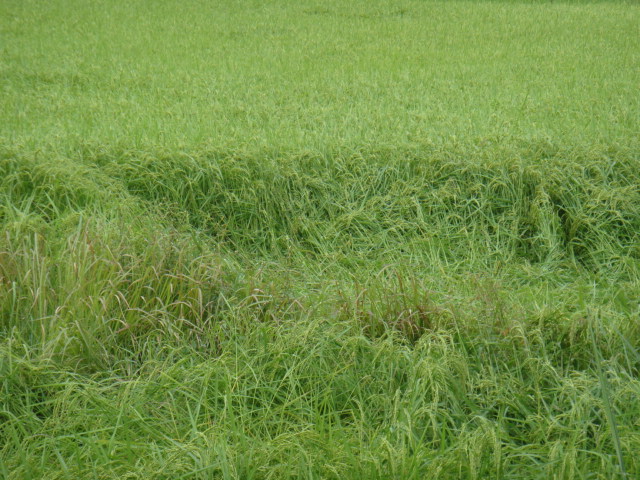 DSC02947.JPG
