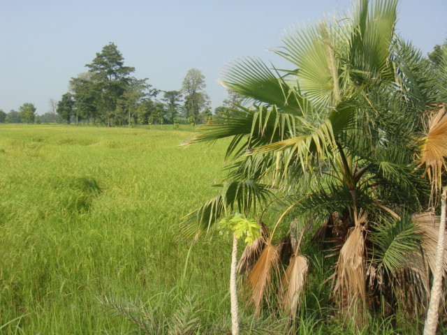 washingtonia en plein cœur de l'isan????????