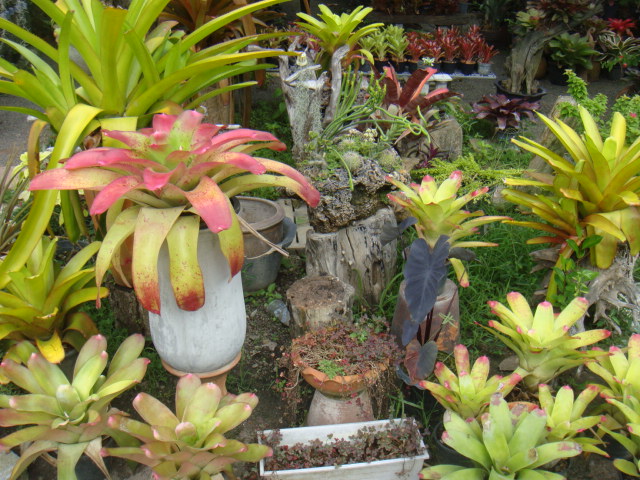 DSC03015.JPG