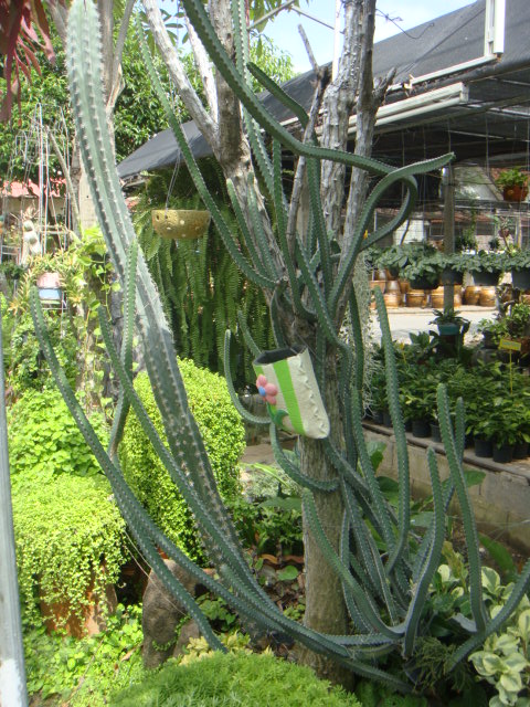 DSC03034.JPG
