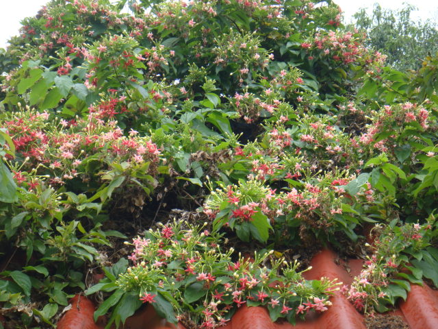 DSC02941.JPG