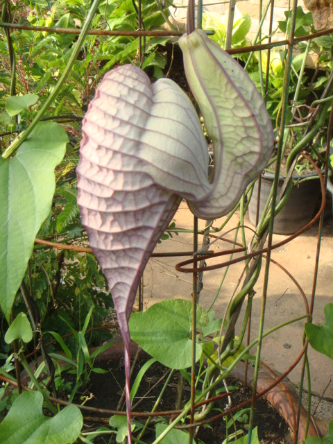 aristoloche
