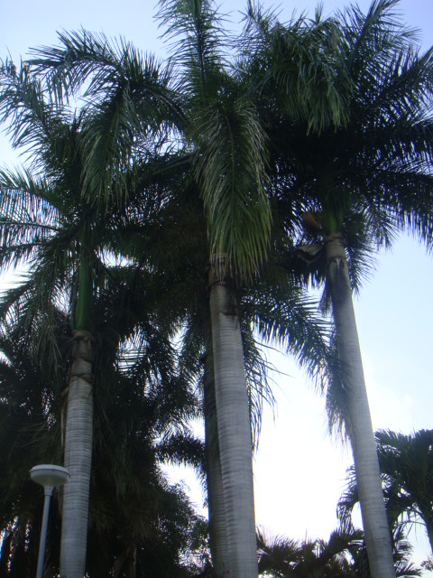DSC03037.JPG