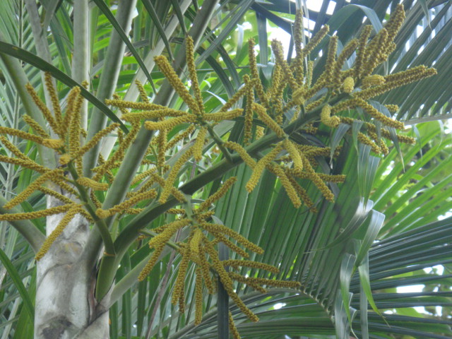 inflo de dypsis lutescens