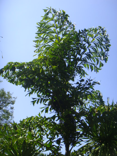 DSC03432.JPG