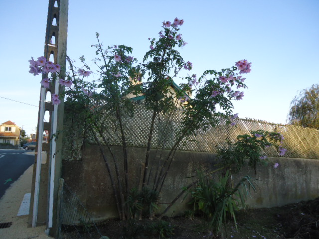 DSC01554.JPG
