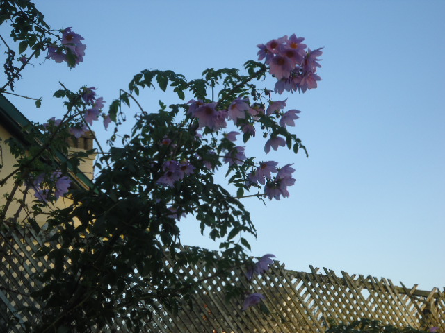 DSC01555.JPG