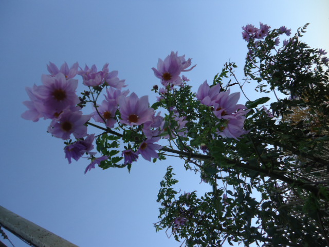 DSC01556.JPG