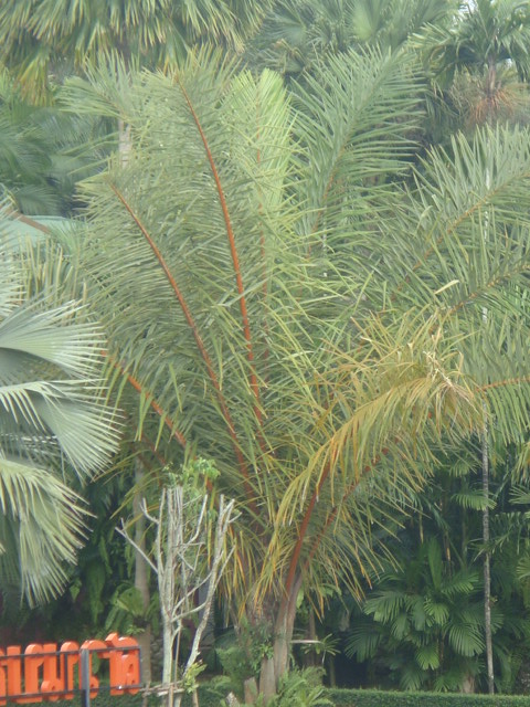 DSC03175.JPG