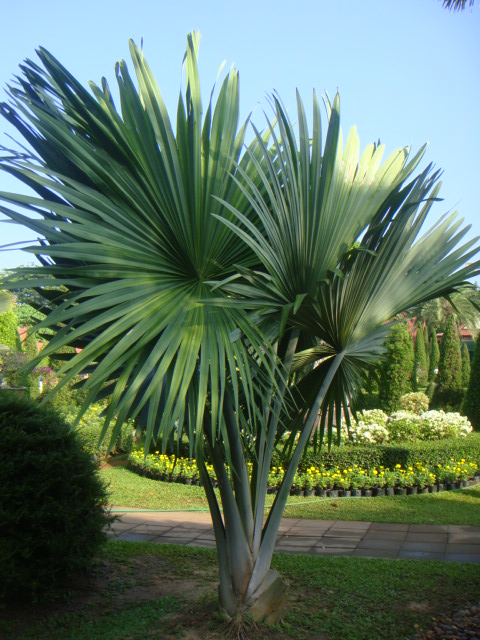 tahina spectabilis