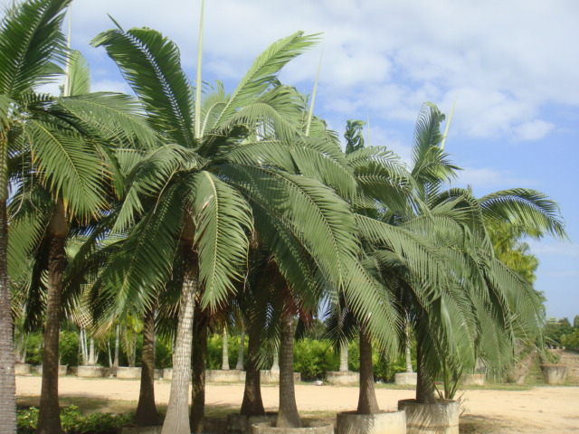 DSC03360.JPG