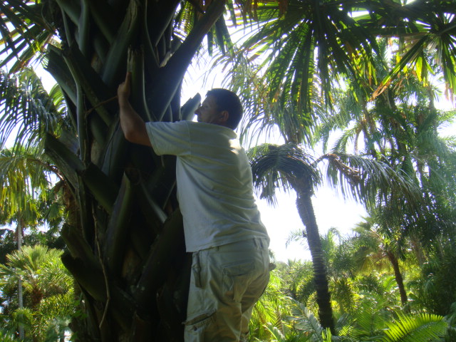 ramassage de graines de borassodendron (moi j'a le droit pilou)