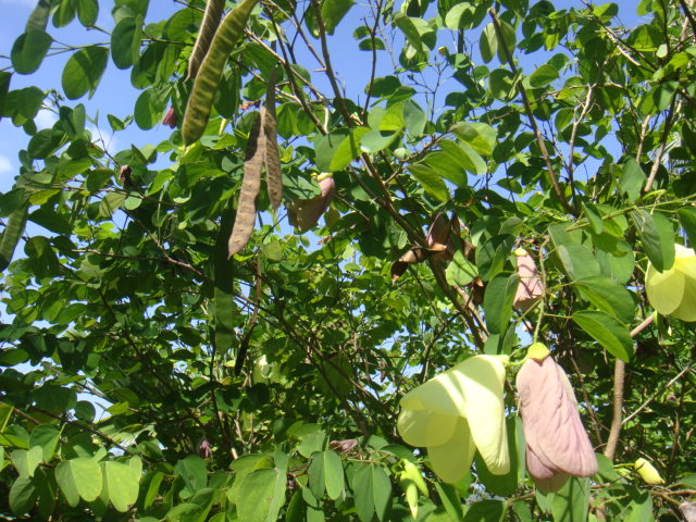 DSC03398.JPG