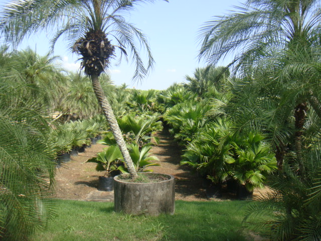 DSC03414.JPG