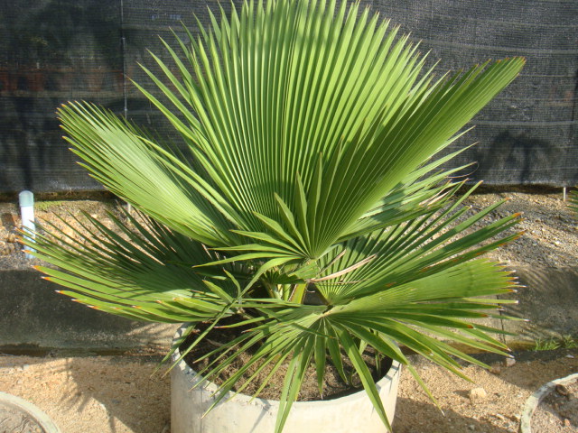 hybrides