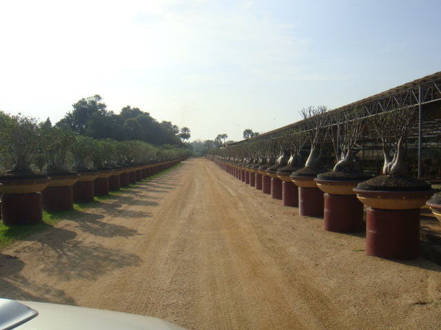 allée d'adenium