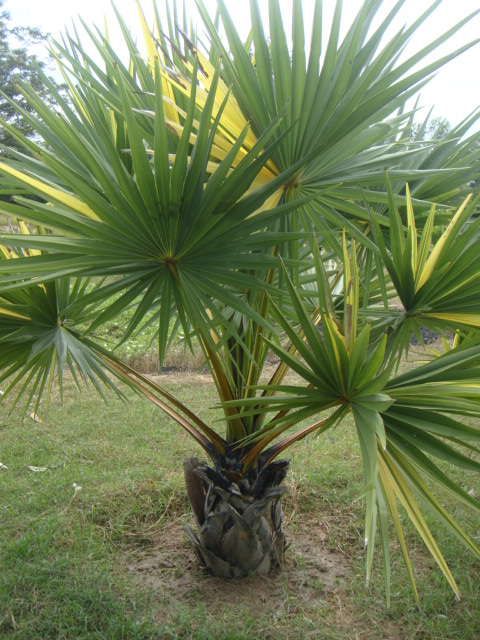 borassus flabelifer mais ce palmier n'est pas dans nong nooch garden