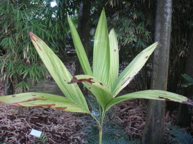 dypsis paludosa.JPG