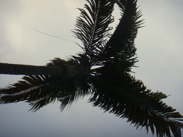 dypsis pembanus.JPG
