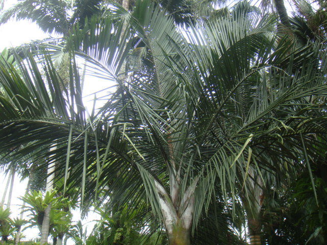 dypsis stumpy.JPG