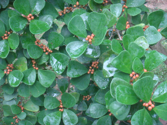 ficus natalensis.JPG